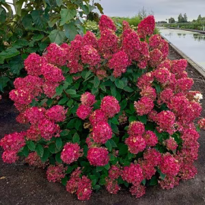 Hortensia Paniculata Wim*s Red