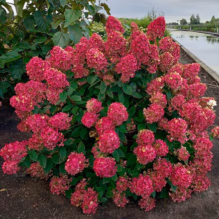 Hortensia Paniculata Wim*s Red